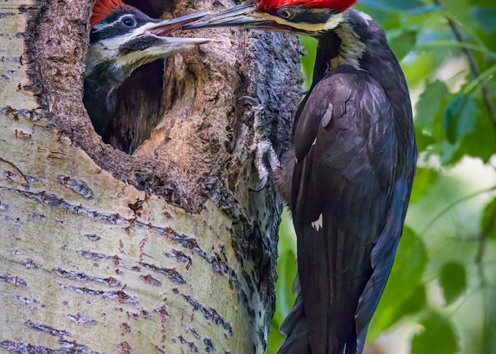 Papa Pileated and Young