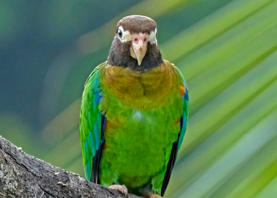 Brown Parrot