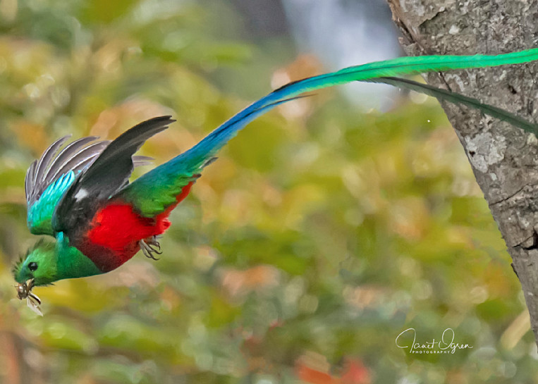 Quetzal in flight