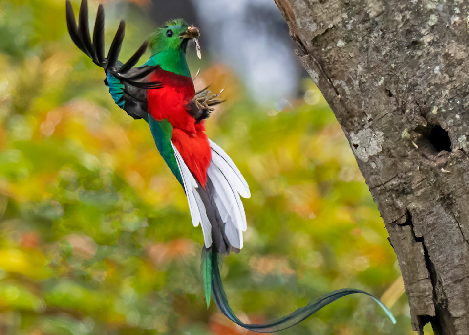 Resplendent Quetzal at nest