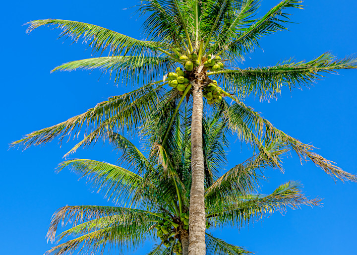 Palm Tree 30 Photography Art | RPG Photography