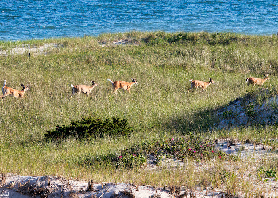 Deer family romp in the dunes at the beach.