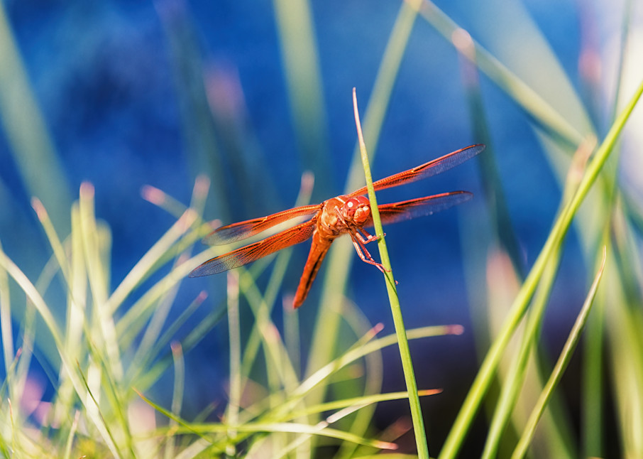 Orange Dragonfly Photography Art | Rick Saul Photography
