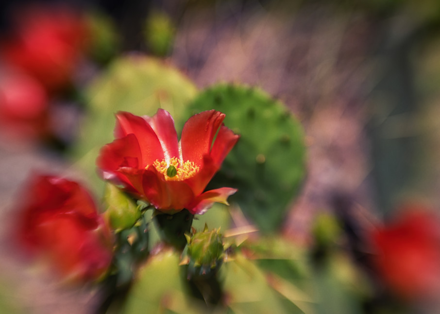 Red Prickly Pear Cactus Flower 2 Photography Art | Rick Saul Photography