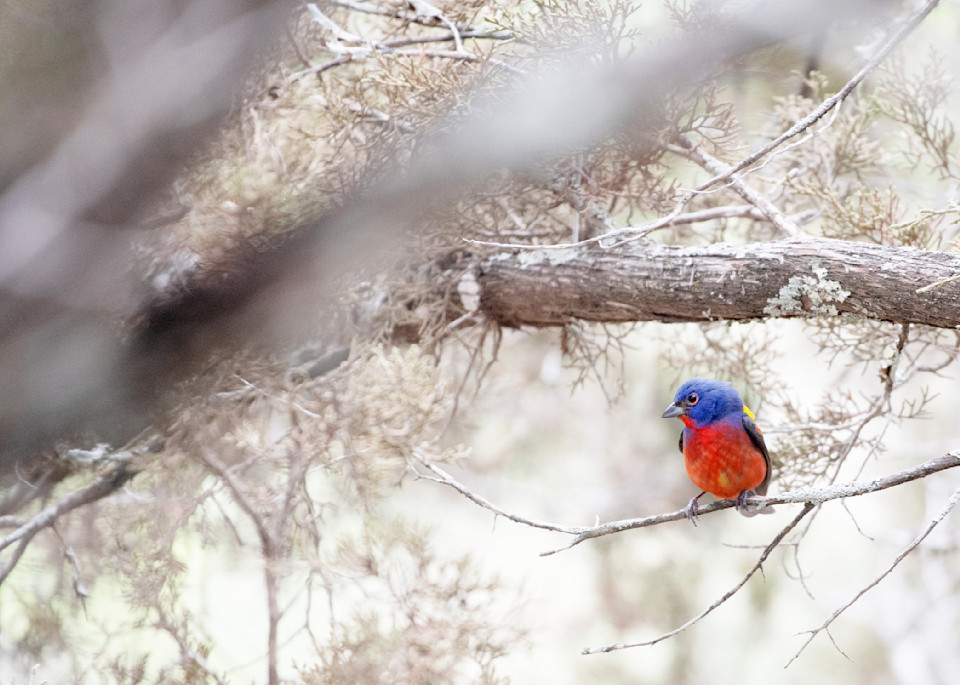 A Painted Bunting Photography Art | Vandivier Fine Art