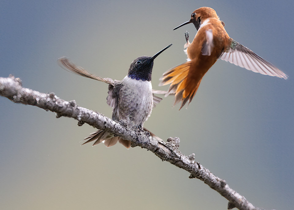Hummingbird fight over a perch 