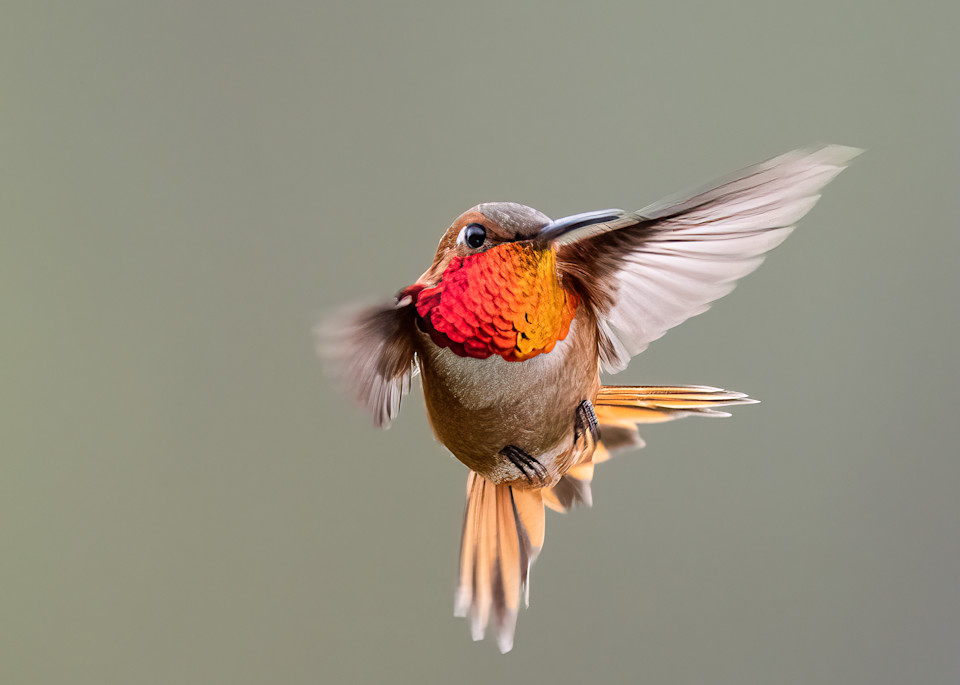 Beautiful Hummingbird in Flight