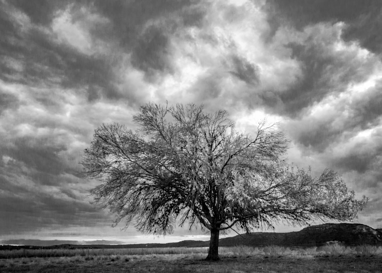 Mesquite Tree Texas Photography Art | Lift Your Eyes Photography