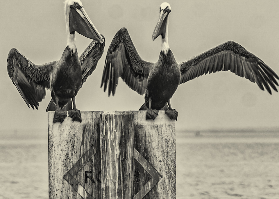  Pelican Standoff B W Photography Art | Lift Your Eyes Photography
