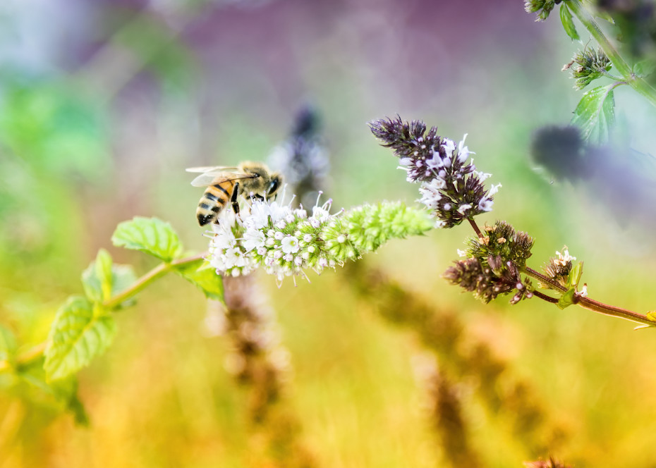Honey Bee On Mint Flowers Photography Art | Rick Saul Photography