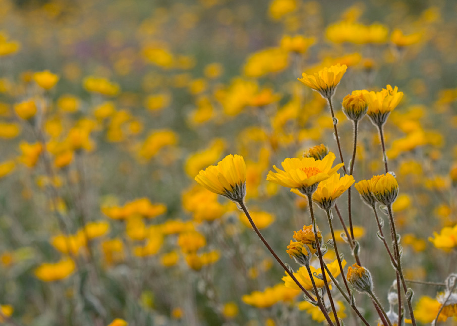 Desert Sunflowers Photography Art | RBlaser Photos