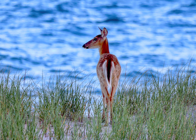 A doe on the dunes watching over the beach