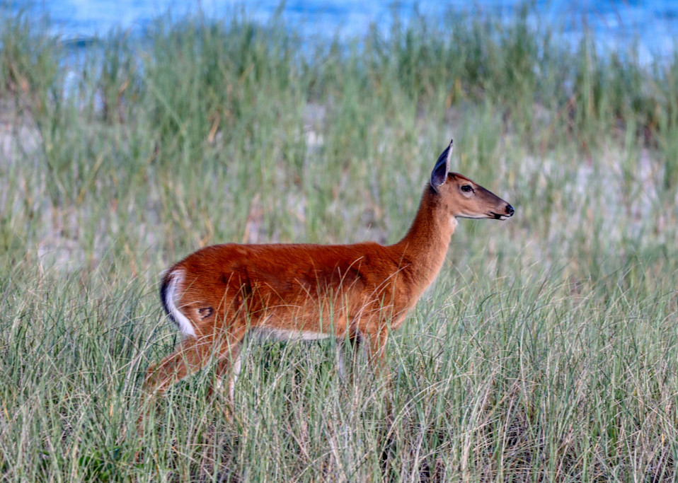 A young deer stands alert in the sea grass