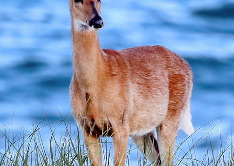 A deer mother at the beach stands vigilant as she watches her brood in the dunes 