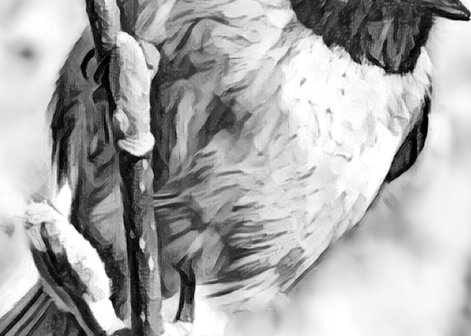 Chickadee 4 Art | Art by Virginia Crowe
