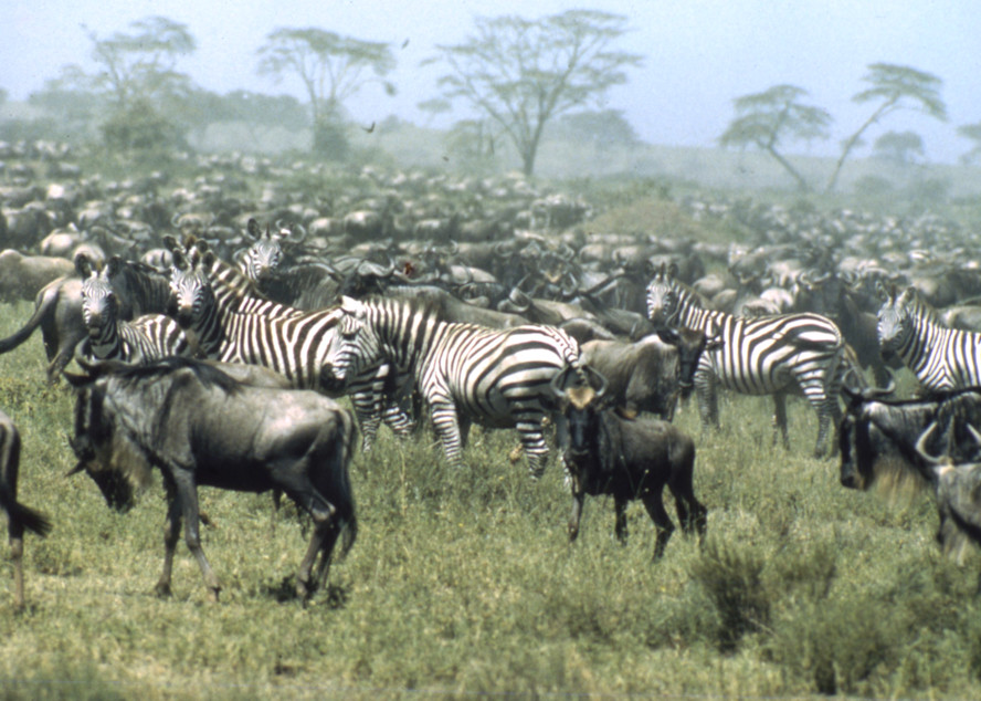 Migration Herd, Tanzania