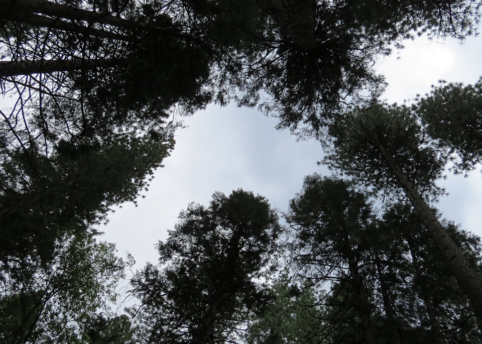 Canopy 0131 Photography Art | John Wolf Photo