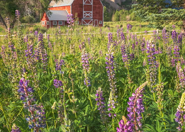 Francis Barn with Lupine
