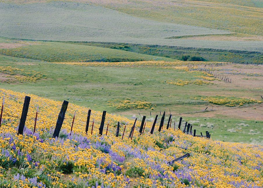 Spring Wildflowers, Columbia Hills State Park, Washington, 2014