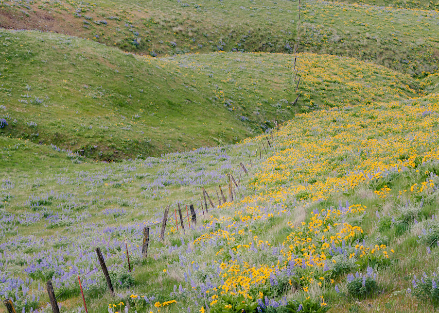 Old Fence Line, Columbia Hills State Park, Washington, 2014