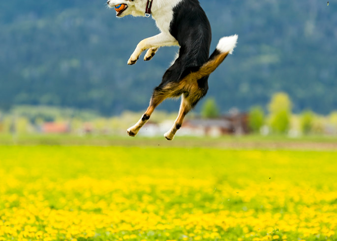 May 28, 2019 - Victor, ID: Lucy dog having a ball in the alfalfa field on Teton Full Circle Farm.