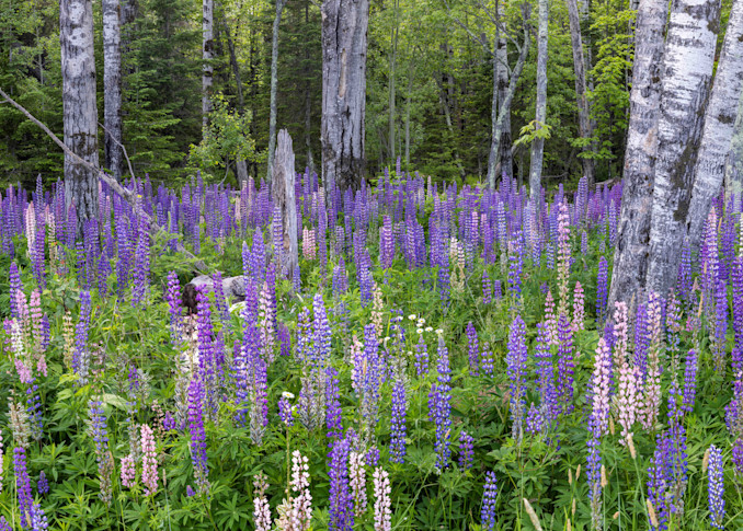 Lupines and Birch