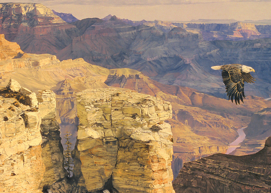 Earthsong   American Bald Eagle At The Grand Canyon Art | Russ Cannizzaro Fine Arts