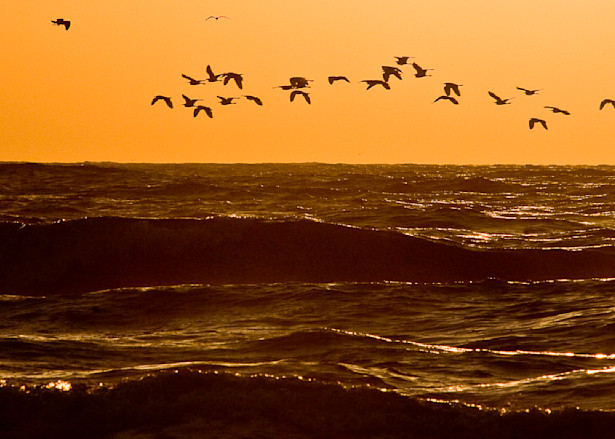 Birds flying over the water at South Padre Island National Seashore.