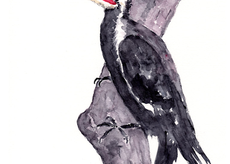 Pileated Woodpecker Watercolor Print | Claudia Hafner Watercolor
