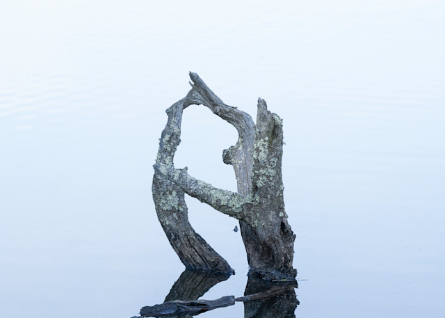 A Beautiful Stump In The Water Print
