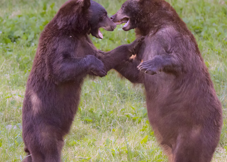 Black Bear Fight