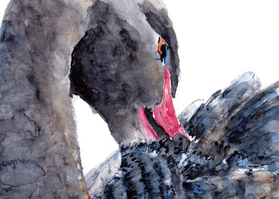 Black Swan 2 Watercolor Print | Claudia Hafner Watercolor