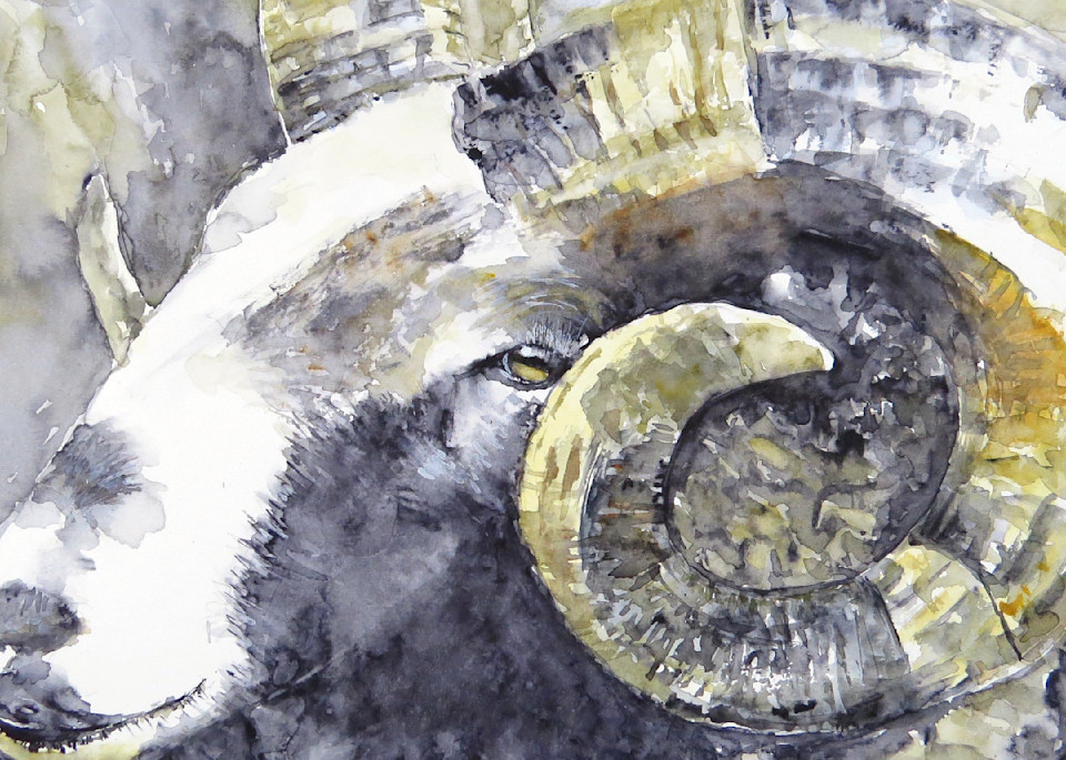Long Horn Ram Sheep Watercolor Print | Claudia Hafner Watercolor
