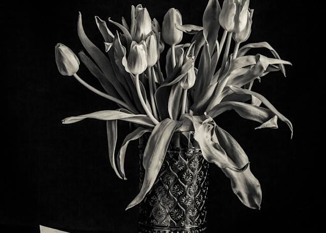 Tulips Photography Art | Patricia Claire Photography