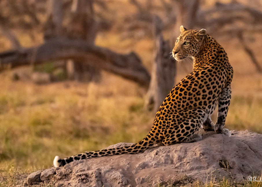 Leopard On Rock Photography Art | Rob Shanahan Photography
