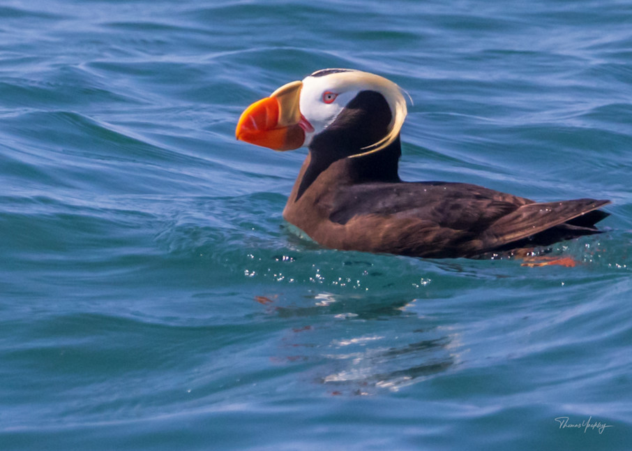 Tufted Puffin Photography Art | Thomas Yackley Fine Art Photography