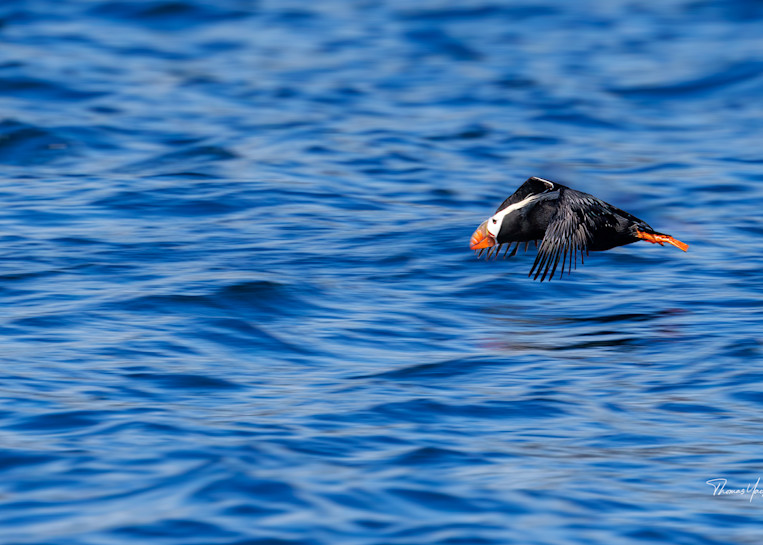 Flight Of The Tufted Puffin Photography Art | Thomas Yackley Fine Art Photography