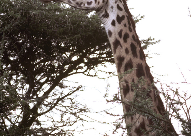 Giraffe Eating 001 Photography Art | John Wolf Photo
