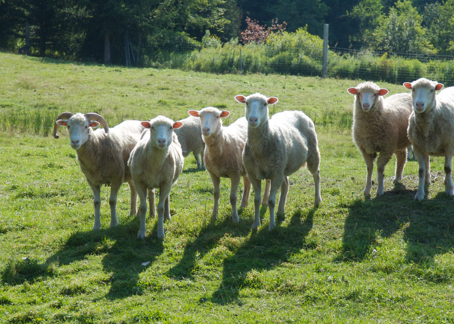 Sheep Farm Ny 0210 Photography Art | John Wolf Photo