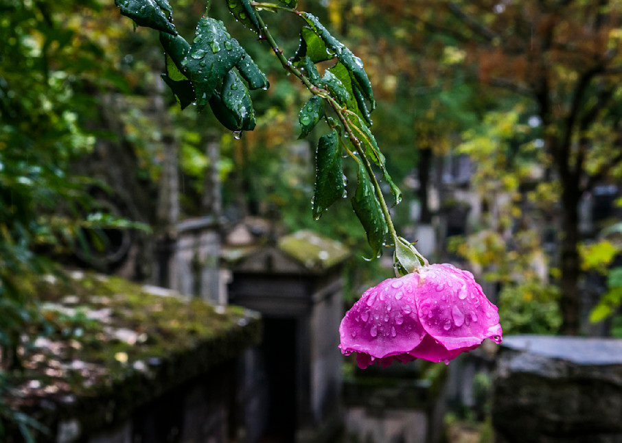 Pere La Chaise Rose Photography Art | Patricia Claire Photography