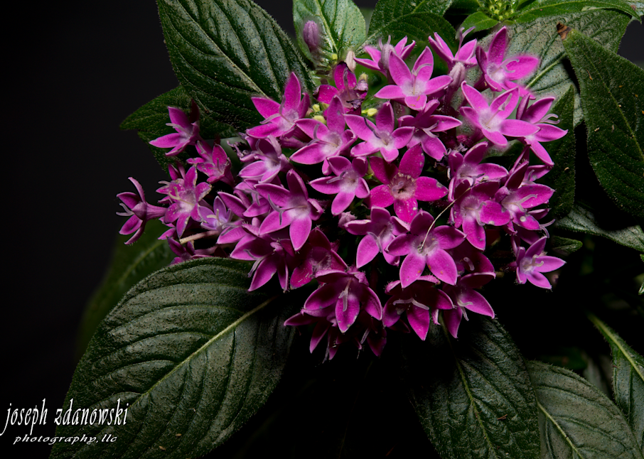 Small Purple Flowers Photography Art | Joseph Zdanowski Photography