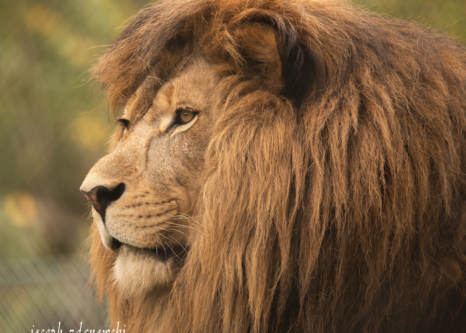 Caged Lion Photography Art | Joseph Zdanowski Photography