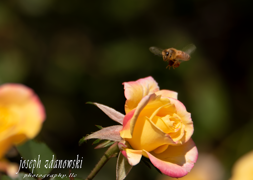 Yellow Hybrid Rose Bee Photography Art | Joseph Zdanowski Photography