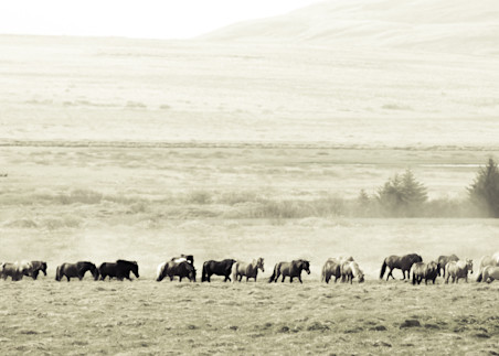 Long Icelandic Herd