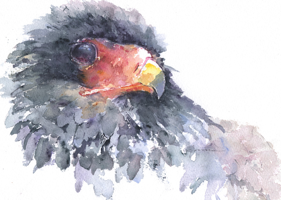 Bateleur Eagle Watercolor Print | Claudia Hafner Watercolor
