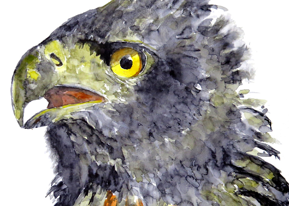 Black and Chestnut Eagle Watercolor Print | Claudia Hafner Watercolor
