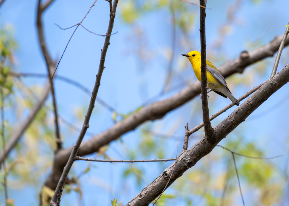 A Prothonotary Warbler Photography Art | Mike Bowen Photography