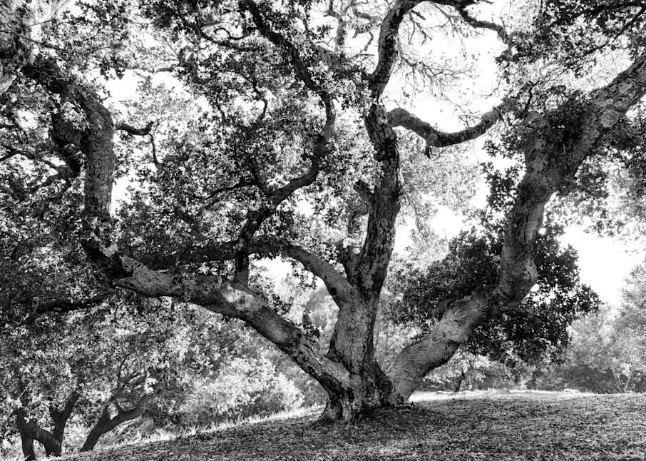 Grimes Point Oak photograph
