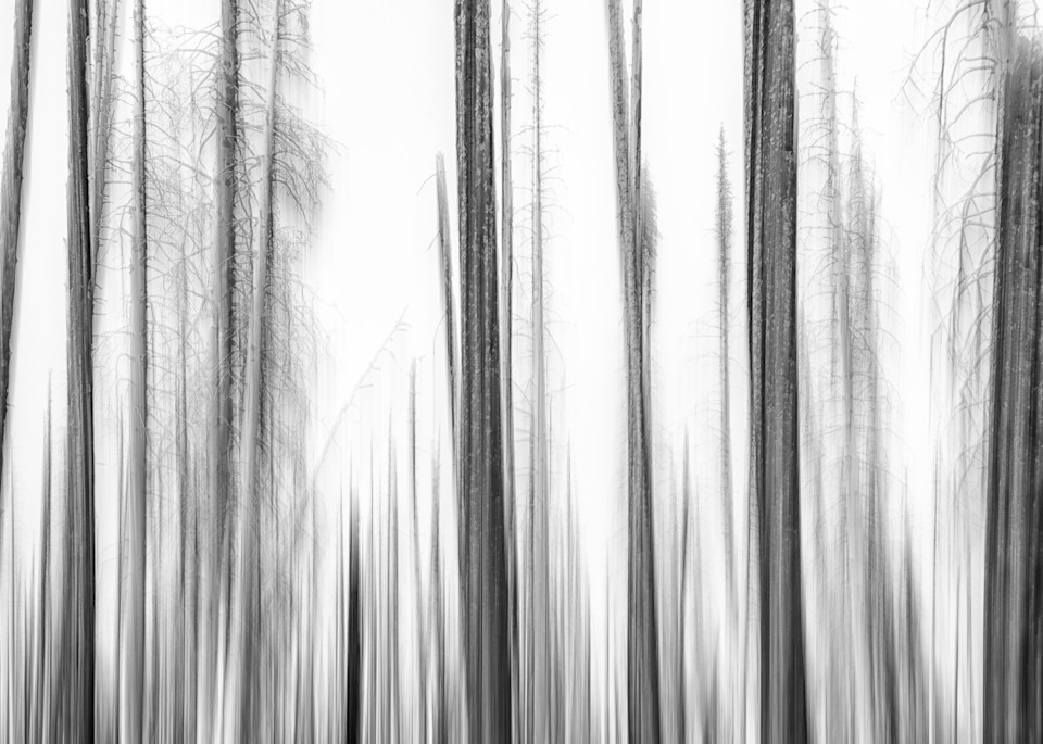 Burned Forest Abstract, Study 2, Washington, 2022
