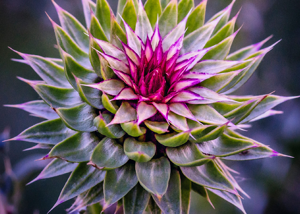 Fibonacci Weed Photography Art | Patricia Claire Photography
